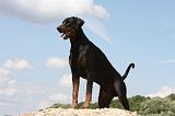 DOBERMANN 1180